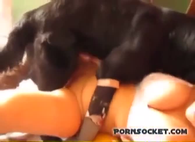 Porn Socket: Dog has afternoon sex with his sexy owner - Zoo Porn Dog at  Katitube