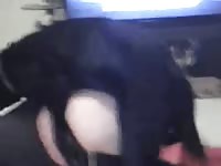 Woman playing with her dog until her stuck his dick inside of her