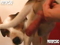 ArtOfZoo: Anna returns to have intense dog sex