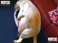 ArtOfZoo: Dog fucks blonde on red couch in dog porn shoot