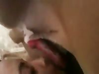 Cupcake teases dog cock in bestiality video