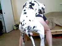 Dalmatian makes his owner cum while having dog sex