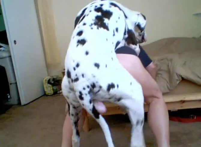 Dalmatian makes his owner cum while having dog sex - Zoo Porn Dog at  Katitube