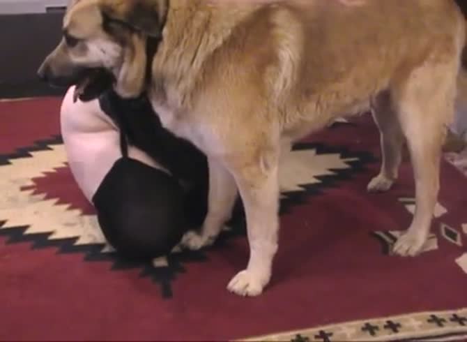 670px x 490px - BBW chick enjoys dog cock in zoo porn - Zoo Porn Dog at Katitube
