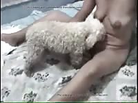 Small dog licks his owner&#039;s pussy