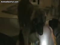 Animal Sex Fun: German Shephard gets to fuck his owner