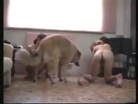 Two kinky bisexuals have bestiality fun with a canine