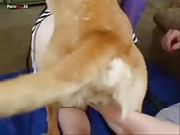 Cute girl takes care of dog cock in zoophilia xxx