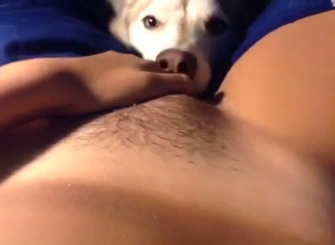 Animal Lick Pussy