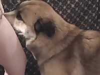 Dog loves his whore owner and has dog sex