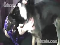 Masked lady makes out and then gives dog a blowjob in dog porn