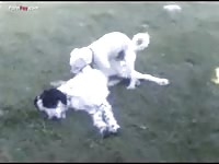 Dog playtime turns into dog sex