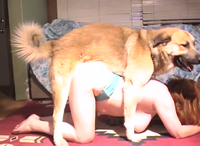Girl Fuck By 2dog - Woman tempting two dogs to fuck her horny pussy bestiality - Zoo Porn Dog  at Katitube