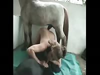 Woman stars in horse porn sucking giant dick