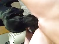 Dog feasts on fat pussy beastiality