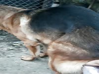 German shepherd gets milked for sperm