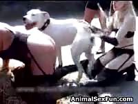 Outdoor dog sex with white dog and his bitches