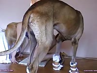 Bilara: Large mastiff makes owner submit with his dick while having animal sex