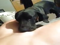 Dog licks pussy well and makes owner cum in zoophilia