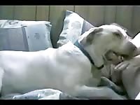 Pale naked girl dominated by hung dog in passionate animal sex