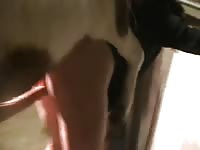 She waits for her horse to fuck her