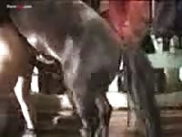 Horse goes crazy horny for her asshole