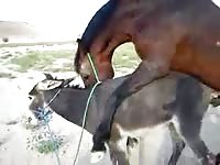 Beastiality fuck with horse and donkey