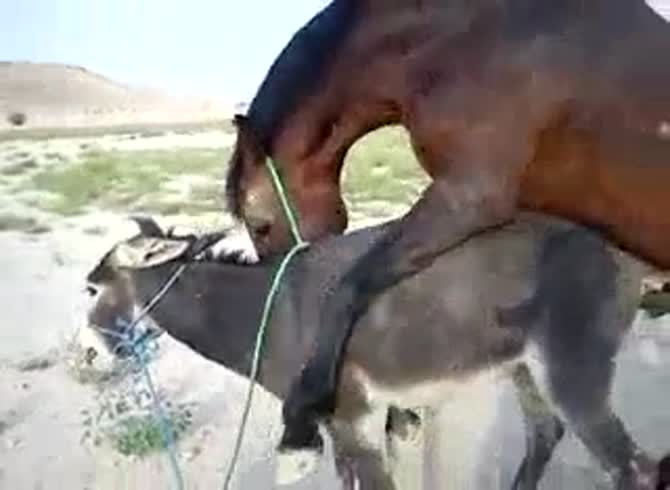 Beastiality fuck with horse and donkey - Zoo Porn Horse at Katitube