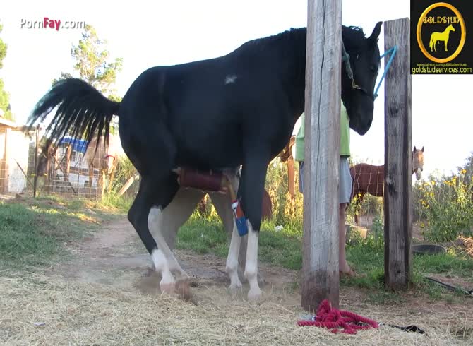 Porn fay: Horse porn horse cums buckets - Zoo Porn Horse at Katitube