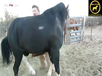 Porn Fay : Zoophilia dude strokes horses dick