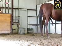 Horse have a very long penis horse porn