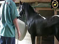 Man makes horse cum with his hand at pornfay bestiality