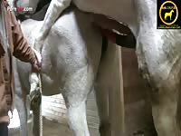 Porn Fay: Horse fuck session in zoophilia video