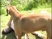 Zaina gets eaten out and the fucked by her dog after taking a walk in bestiality video