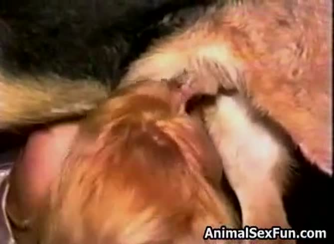 Animal Sex Fun: Horny Laila engages in bestiality sex with dog - Zoo Porn  Dog at Katitube