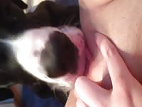 A girl getting her pussy licked during dog sex