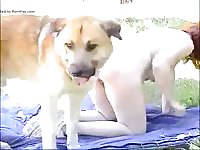 [Dog Porn Video: Bestiality XXX ] mature fucked by two dogs