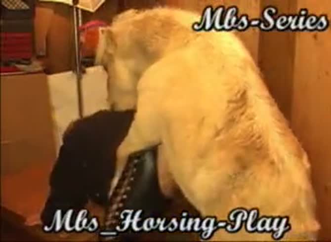 Animal Sex Horse Cum Porn Captions - Horse XXX Video: Animal XXX ] mistress beast mbs horse play - Zoo Porn Horse  at Katitube