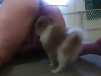 Small dog feasts on fat bitch&#039;s pussy in dog porn