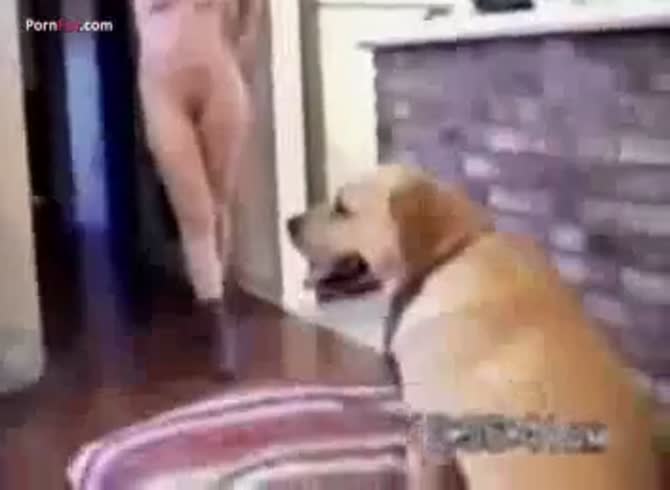 Dog Play Porn