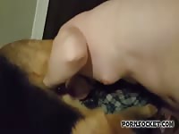 Pornsocket: Dog licking and sucking on wet human pussy zoophilia