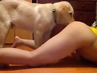 Dog licking master&#039;s horny vagina in bestiality video