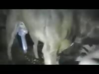 surreal woman gets engaged with a huge dick dog [ Animal Porn Film ]