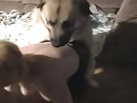 two dogs fuck mature slut