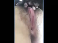very naughty puppy very licking hairy pussy of her owner [ Free Animal Porn Video ]