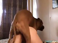wife enjoys getting fucked in the ass by her dog