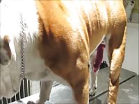 woman records her bulldog s dick at vet [ Extrem Animal Sex Video ]