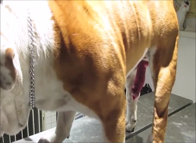 woman records her bulldog s dick at vet [ Extrem Animal Sex Video ] - Zoo Porn  Dog at Katitube