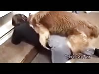 women fucking big dick dogs [ Animal Porn Video ]