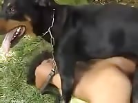 young ebony woman makes love to rottweiler